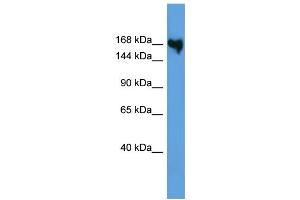 WB Suggested Anti-COL5A1 Antibody Titration: 0. (COL5A1 Antikörper  (N-Term))