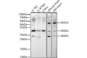 Western Blotting (WB) image for anti-Vascular Endothelial Growth Factor A (VEGFA) (AA 27-126) antibody (ABIN6150083)
