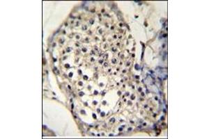 Immunohistochemistry analysis in Formalin Fixed, Paraffin Embedded Human testis tissue stained with SELV antibody (C-term) followed by peroxidase conjugation of the secondary antibody and DAB staining. (Selenoprotein V Antikörper  (C-Term))