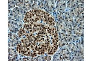 Immunohistochemical staining of paraffin-embedded Kidney tissue using anti-CUGBP1 mouse monoclonal antibody. (CELF1 Antikörper)