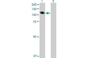Western Blot analysis of COL21A1 expression in transfected 293T cell line by COL21A1 MaxPab polyclonal antibody. (COL21A1 Antikörper  (AA 1-957))