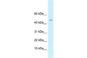 Western Blot showing Arpp21 antibody used at a concentration of 1. (ARPP21 Antikörper  (N-Term))