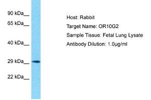 Host: Rabbit Target Name: OR10G2 Sample Type: Fetal Lung lysates Antibody Dilution: 1. (OR10G2 Antikörper  (C-Term))