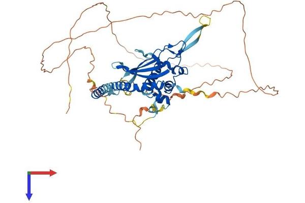 NAP1L3 Protein (AA 1-506) (His tag)
