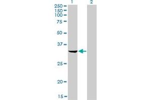 Western Blot analysis of RNASEH2A expression in transfected 293T cell line by RNASEH2A monoclonal antibody (M01), clone 3G5-F5.
