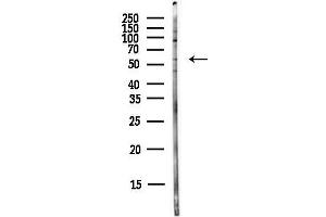 Western blot analysis of lysates from PC12 cells(LPS,4h treatment), using GLU Antibody at 1/1000 dilution.