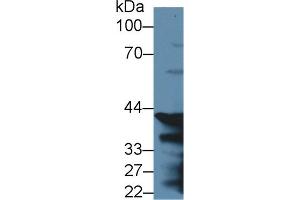 Western Blot; Sample: Mouse Stomach lysate; ;Primary Ab: 2µg/ml Rabbit Anti-Rat PGC Antibody;Second Ab: 0.