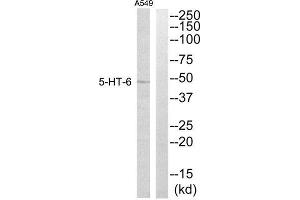 Western Blotting (WB) image for anti-Serotonin Receptor 6 (HTR6) (Internal Region) antibody (ABIN3172511) (Serotonin Receptor 6 Antikörper  (Internal Region))