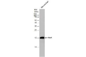 Western Blotting (WB) image for anti-Ionized Calcium-binding Adapter Molecule 1 (IBA1) antibody (ABIN2855067)