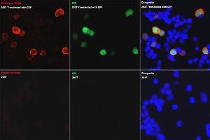 Immunofluorescence analysis of 293T and 293T-GFP cells using Rabbit anti GFP-Tag pAb (ABIN3020570, ABIN3020571, ABIN3020572 and ABIN1512944) at dilution of 1:50 (40x lens). (GFP Antikörper  (AA 1-238))