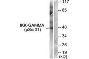 Western blot analysis of extracts from 293 cells treated with TNF-a 20ng/ml 5', using IKK-gamma (Phospho-Ser31) Antibody. (IKBKG Antikörper  (pSer31))