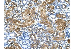 ATIC antibody was used for immunohistochemistry at a concentration of 4-8 ug/ml to stain EpitheliaI cells of renal tubule (arrows) in Human Kidney. (ATIC Antikörper  (Middle Region))