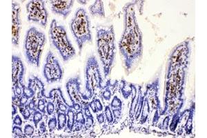 IHC testing of FFPE mouse intestine with DHODH antibody at 1ug/ml. (DHODH Antikörper  (AA 132-173))