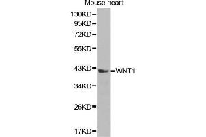Western Blotting (WB) image for anti-Wingless-Type MMTV Integration Site Family, Member 1 (WNT1) (AA 231-370) antibody (ABIN1683291) (WNT1 Antikörper  (AA 231-370))
