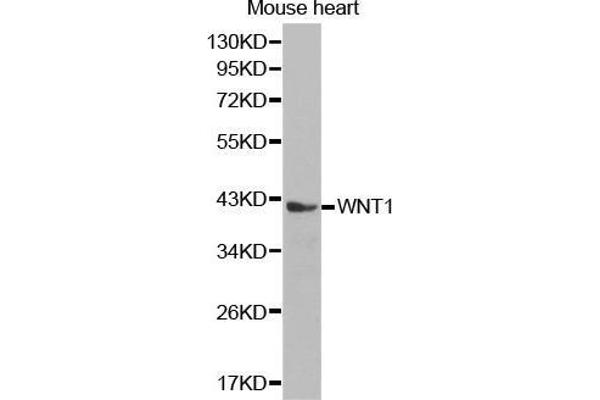WNT1 Antikörper  (AA 231-370)