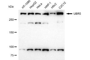 Western blotting analysis using UBR5 antibody (ABIN7800718).