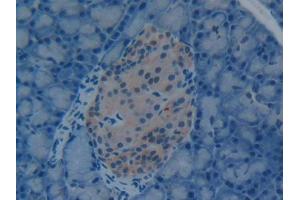 IHC-P analysis of Rat Pancreas Tissue, with DAB staining. (HMGB1 Antikörper  (AA 1-215))
