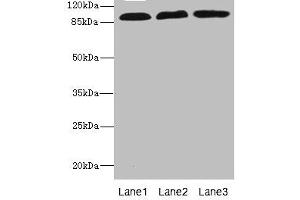 Western blot All lanes: CD97 antibody at 3.