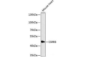 Western blot analysis of extracts of Mouse heart using ESRRB Polyclonal Antibody at dilution of 1:1000. (ESRRB Antikörper)