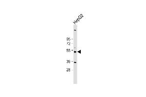 Western Blotting (WB) image for anti-Cytochrome P450, Family 3, Subfamily A, Polypeptide 4 (CYP3A4) (AA 242-270) antibody (ABIN652422)