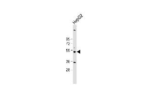 Anti-CYP3A43 Antibody (Center) at 1:2000 dilution + HepG2 whole cell lysate Lysates/proteins at 20 μg per lane. (CYP3A4 Antikörper  (AA 242-270))