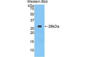 Western Blotting (WB) image for anti-alpha-2-HS-Glycoprotein (AHSG) (AA 19-250) antibody (ABIN1077779)