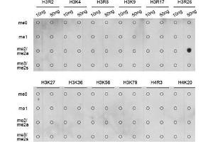 Dot Blot (DB) image for anti-Histone 3 (H3) (H3R26me2) antibody (ABIN3023278) (Histone 3 Antikörper  (H3R26me2))