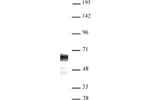 N-Myc antibody (pAb) tested by Western blot.