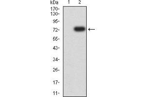 Western blot analysis using CKM mAb against HEK293 (1) and CKM (AA: 1-381)-hIgGFc transfected HEK293 (2) cell lysate. (CKM Antikörper  (AA 1-381))