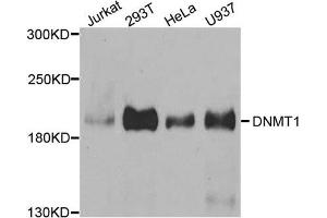 Western Blotting (WB) image for anti-DNA (Cytosine-5)-Methyltransferase 1 (DNMT1) antibody (ABIN1876683) (DNMT1 Antikörper)