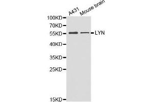 Western blot analysis of extracts of various cell lines, using LYN antibody. (LYN Antikörper  (AA 1-240))