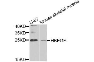 Western blot analysis of extracts of various cell lines, using HBEGF antibody (ABIN5975328) at 1/1000 dilution. (HBEGF Antikörper)