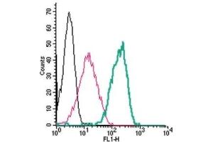 Cell surface detection of Calcium Sensing Receptor by indirect flow cytometry in live intact human THP-1 monocytic leukemia cells:(black line) Cells. (CASR Antikörper  (Extracellular, N-Term))