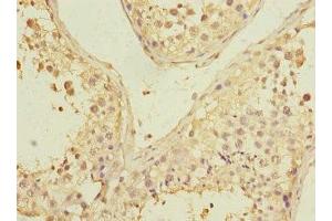 Immunohistochemistry of paraffin-embedded human testis tissue using ABIN7163286 at dilution of 1:100 (PGAM2 Antikörper  (AA 1-253))