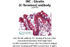 Image no. 2 for anti-Ghrelin (GHRL) (C-Term) antibody (ABIN1734686) (Ghrelin Antikörper  (C-Term))