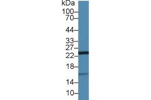 Detection of UCRP in Porcine Kidney lysate using Polyclonal Antibody to Ubiquitin Cross Reactive Protein (UCRP) (CLRN1 Antisense RNA 1 (CLRN1-AS1) (AA 2-157) Antikörper)