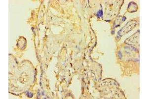 Immunohistochemistry of paraffin-embedded human placenta tissue using ABIN7172759 at dilution of 1:100 (TEAD4 Antikörper  (AA 74-434))