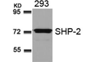 Image no. 3 for anti-Protein tyrosine Phosphatase, Non-Receptor Type 11 (PTPN11) (AA 578-582) antibody (ABIN197596)
