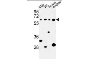Western blot analysis of PLCZ1 Antibody (N-term) (ABIN653372 and ABIN2842843) in CEM, 293 cell line and mouse heart,spleen tissue lysates (35 μg/lane). (PLCz1 Antikörper  (N-Term))