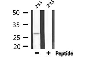 Western blot analysis of extracts from 293, using APAF1 Antibody. (APAF1 Antikörper  (C-Term))