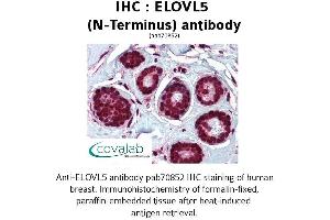 Image no. 1 for anti-ELOVL Fatty Acid Elongase 5 (ELOVL5) (N-Term) antibody (ABIN1733973) (ELOVL5 Antikörper  (N-Term))