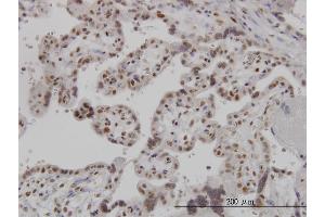 Immunoperoxidase of monoclonal antibody to ARL6IP4 on formalin-fixed paraffin-embedded human placenta. (ARL6IP4 Antikörper  (AA 261-360))