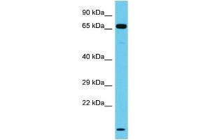 Host: Rabbit Target Name: NT5DC3 Sample Type: Jurkat Whole Cell lysates Antibody Dilution: 1. (NT5DC3 Antikörper  (C-Term))