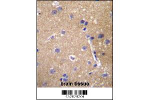 ABCC12 Antibody immunohistochemistry analysis in formalin fixed and paraffin embedded human brain tissue followed by peroxidase conjugation of the secondary antibody and DAB staining. (ABCC12 Antikörper  (AA 723-752))
