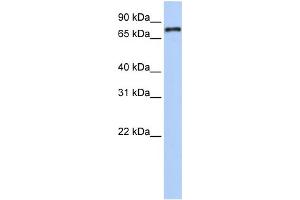 WB Suggested Anti-NR1D1 Antibody Titration:  0. (NR1D1 Antikörper  (Middle Region))