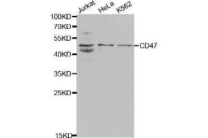 Western Blotting (WB) image for anti-CD47 (CD47) (AA 20-140) antibody (ABIN3022624) (CD47 Antikörper  (AA 20-140))