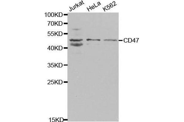 CD47 anticorps  (AA 20-140)