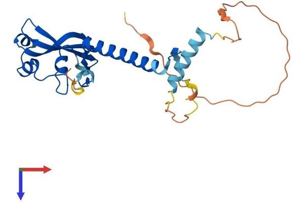 MED6 Protein (AA 1-246) (His tag)