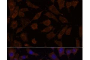 Immunofluorescence analysis of L929 cells using OXSR1 Polyclonal Antibody at dilution of 1:100.