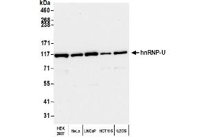 Western Blotting (WB) image for anti-Heterogeneous Nuclear Ribonucleoprotein U (Scaffold Attachment Factor A) (HNRNPU) (C-Term) antibody (ABIN7451601)